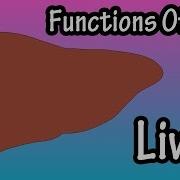 Liver Function What Does The Liver Do Functions Of The Liver