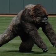 Craziest Animal Interference Moments In Sports History