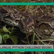 Are You Ready 2022 Florida Python Challenge Officially Begins Friday