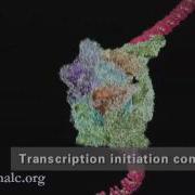 DNA Transcription Advanced