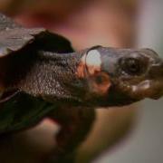 Conservation Connect Bog Turtle