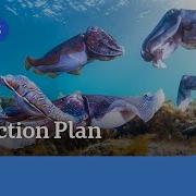 Bubble Curtain New Plan To Protect Giant Cuttlefish From Algal Bloom I ABC NEWS
