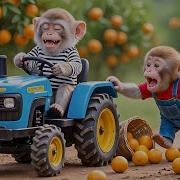 Monkey NaNa Harvests Oranges And Outsmarts A Sneaky Thief NANA MONKEY LIFE