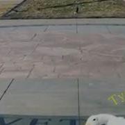 Goose Playing Drum With Her Feet