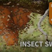 Insect Swarm Procedural Insect Systems Honeycomb Blender Example Animation