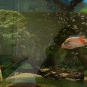 Red Devil Cichlid Parent Eats Baby Fry