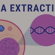 DNA Extraction Explained Biology Animation