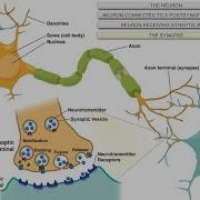Intro To Neuroscience