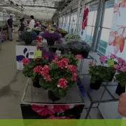 Spring Trials 2015 Westflowers