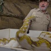 Crazy Snake Mom Attacks