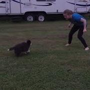 Sheltie Herding Instinct Test