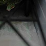 Green Tree Python Yearlings Feeding Video