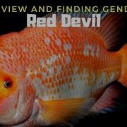 The Stunning Aggressive Cichlid