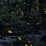 Tennessee Fireflies A Summertime Light Show