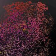 Plexus Animation Experiment