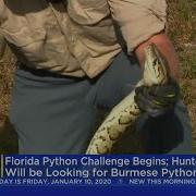 Annual Florida Python Challenge Kicks Off Friday