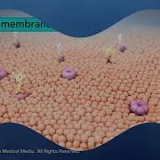 Structure Of The Cell Membrane