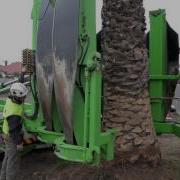 Arborco Palm Tree Transplanting