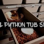 Ball Python Tub Sizes Hatchling Grow Out Adult Extra Large