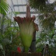 Corpse Flower Blooming