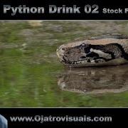 Python Drink 02 Stock Footage