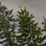 Modeling The Ultimate Model Tree With Stem Wire Static Grass The Conifer Tree Boomer Diorama