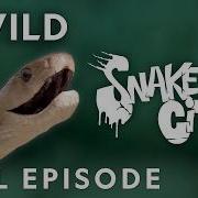 Catching Snakes On A Train Full Episode Snake City Nat Geo Animals