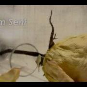 CAN YÜCEL ÖZLEDİM SENİ
