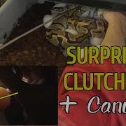 SURPRISE CLUTCH Pulling Ball Python Eggs For The First Time Banana X Enchi