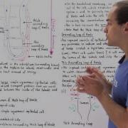 Countercurrent Multiplier System And Loop Of Henle
