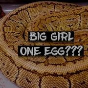 Ball Python Egg Bound With Whole Clutch Of Eggs