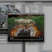 Make A Professional Website Slideshow Part 9 Create Functional Flash Buttons