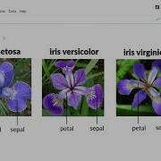 68 EDA On Iris Dataset