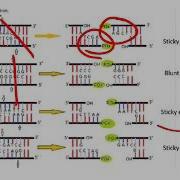 Cleavage Patterns Of Restriction Endonucleases