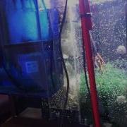 Biocube Coralife Biocube 29g Cadlight