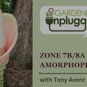 Gardening Unplugged Hardy Amorphophallus For Zone 7b 8a With Tony Avent