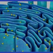Endoplasmic Reticulum Structure And Functions What Is Endoplasmic Reticulum