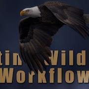 My Wildlife Photography Workflow Postprocessing Wildlife Photography
