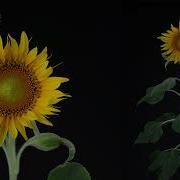 Growing Sunflower Time Lapse Seed To Flower In 83 Days 15 Minute Version