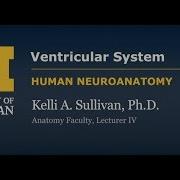 Nervous System Ventricular System Demonstration