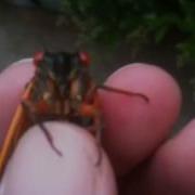 Cicada Screaming