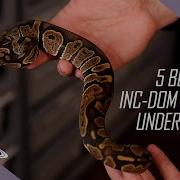 5 BEST Inc Dom Ball Python Morphs Under 500 Leviathan Snakes