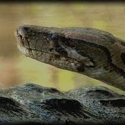 Alligator Attacks Python 03 Music