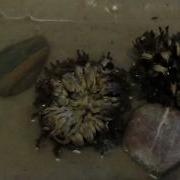 Rose Of Jericho Resurrection Plant Time Lapse Video