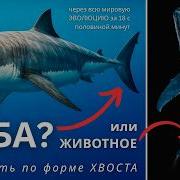 ЭВОЛЮЦИЯ ЖИЗНИ НА ЗЕМЛЕ за 19 минут