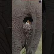 İŞTE KUŞLARIN EN GÜVENLİ YUVALARI BÖLÜM 1 Hayvanlar Animals Vahşidoğa Ilginçbilgiler