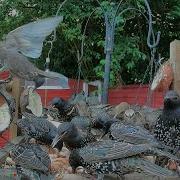 No Day Would Be Complete Without My Flock Of Starlings