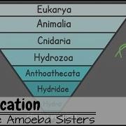 Classification