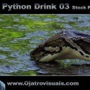 Python Drink 03 Stock Footage