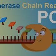 PCR Polymerase Chain Reaction IQOG CSIC